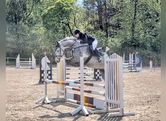 Holsteiner, Wallach, 6 Jahre, 166 cm, Schimmel