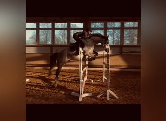 Holsteiner, Wallach, 6 Jahre, 167 cm, Apfelschimmel