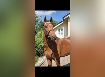 Holsteiner, Wallach, 6 Jahre, 167 cm, Brauner