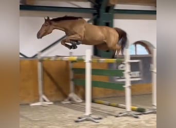 Holsteiner, Wallach, 6 Jahre, 167 cm, Fuchs