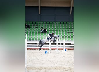 Holsteiner, Wallach, 6 Jahre, 167 cm, Schimmel
