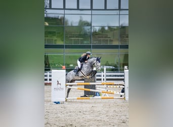 Holsteiner, Wallach, 6 Jahre, 167 cm, Schimmel