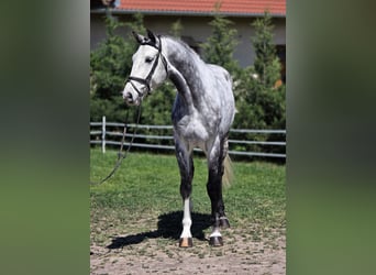 Holsteiner, Wallach, 6 Jahre, 167 cm, Schimmel