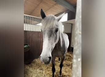 Holsteiner, Wallach, 6 Jahre, 167 cm, Schimmel