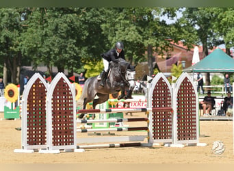 Holsteiner, Wallach, 6 Jahre, 168 cm, Apfelschimmel