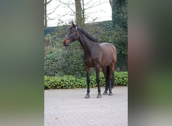 Holsteiner, Wallach, 6 Jahre, 168 cm, Brauner