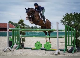 Holsteiner, Wallach, 6 Jahre, 168 cm, Brauner