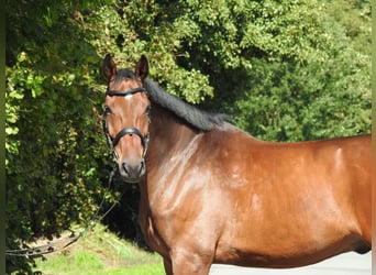 Holsteiner, Wallach, 6 Jahre, 168 cm, Brauner