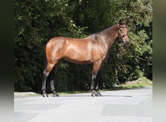 Holsteiner, Wallach, 6 Jahre, 168 cm, Brauner