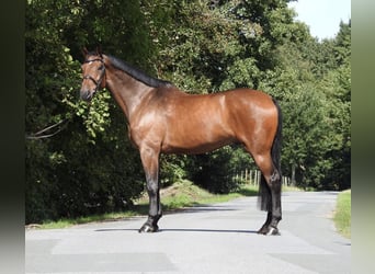 Holsteiner, Wallach, 6 Jahre, 168 cm, Brauner
