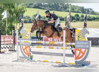 Holsteiner, Wallach, 6 Jahre, 168 cm, Brauner