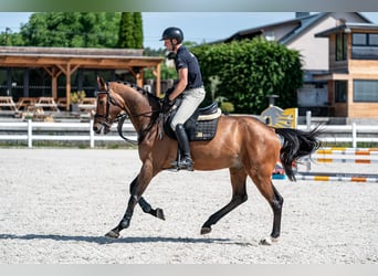 Holsteiner, Wallach, 6 Jahre, 168 cm, Brauner