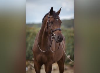 Holsteiner, Wallach, 6 Jahre, 168 cm, Dunkelbrauner