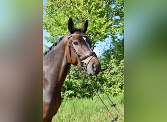 Holsteiner, Wallach, 6 Jahre, 168 cm, Dunkelbrauner