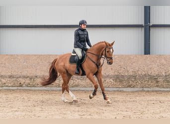 Holsteiner, Wallach, 6 Jahre, 168 cm, Dunkelfuchs