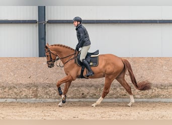 Holsteiner, Wallach, 6 Jahre, 168 cm, Dunkelfuchs
