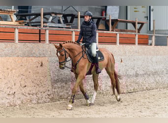 Holsteiner, Wallach, 6 Jahre, 168 cm, Dunkelfuchs