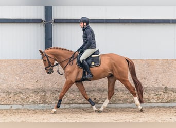 Holsteiner, Wallach, 6 Jahre, 168 cm, Dunkelfuchs