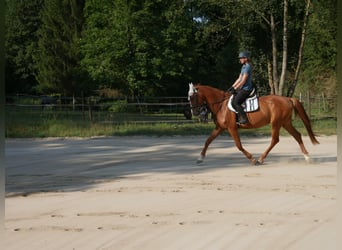 Holsteiner, Wallach, 6 Jahre, 168 cm, Fuchs