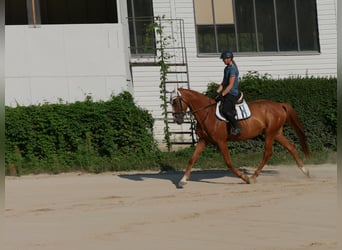 Holsteiner, Wallach, 6 Jahre, 168 cm, Fuchs