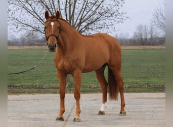 Holsteiner, Wallach, 6 Jahre, 168 cm, Fuchs