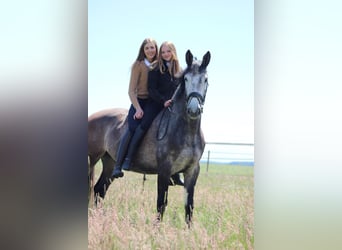 Holsteiner, Wallach, 6 Jahre, 168 cm, Schimmel