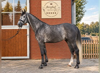 Holsteiner, Wallach, 6 Jahre, 168 cm, Schimmel
