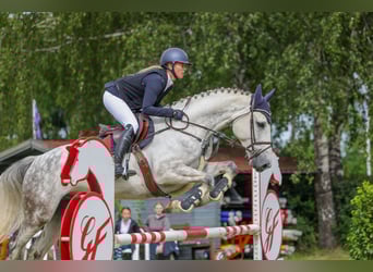 Holsteiner, Wallach, 6 Jahre, 168 cm, Schimmel