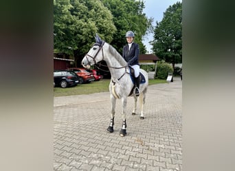 Holsteiner, Wallach, 6 Jahre, 168 cm, Schimmel