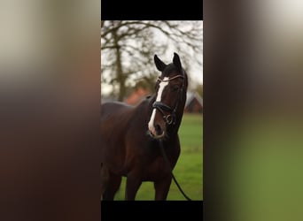 Holsteiner, Wallach, 6 Jahre, 169 cm, Brauner