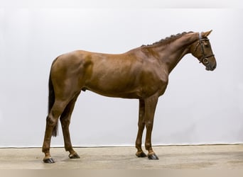 Holsteiner, Wallach, 6 Jahre, 169 cm, Fuchs