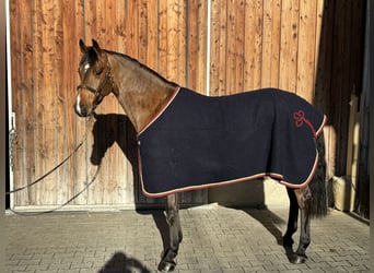 Holsteiner, Wallach, 6 Jahre, 169 cm, Hellbrauner