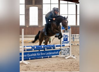 Holsteiner, Wallach, 6 Jahre, 170 cm, Brauner