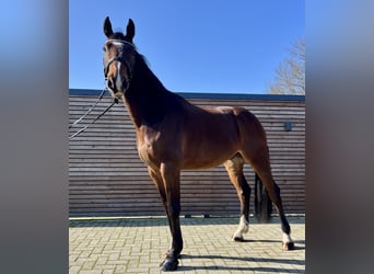 Holsteiner, Wallach, 6 Jahre, 170 cm, Brauner