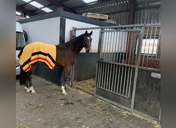 Holsteiner, Wallach, 6 Jahre, 170 cm, Brauner
