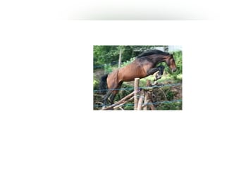 Holsteiner, Wallach, 6 Jahre, 170 cm, Dunkelbrauner