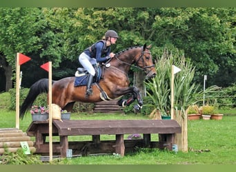 Holsteiner, Wallach, 6 Jahre, 170 cm, Dunkelbrauner