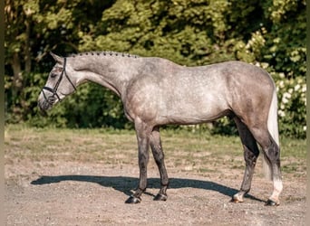 Holsteiner, Wallach, 6 Jahre, 170 cm, Schimmel