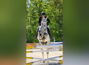 Holsteiner, Wallach, 6 Jahre, 170 cm, Schimmel