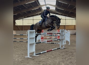 Holsteiner, Wallach, 6 Jahre, 170 cm