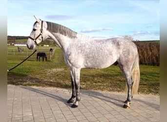 Holsteiner, Wallach, 6 Jahre, 171 cm, Schimmel
