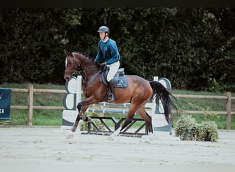 Holsteiner, Wallach, 6 Jahre, 172 cm, Brauner