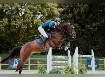 Holsteiner, Wallach, 6 Jahre, 172 cm, Brauner