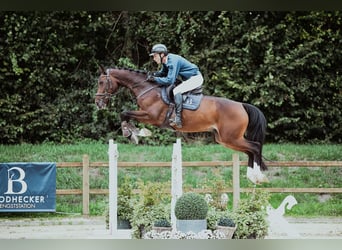 Holsteiner, Wallach, 6 Jahre, 172 cm, Brauner