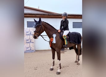 Holsteiner, Wallach, 6 Jahre, 172 cm, Dunkelbrauner
