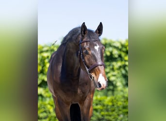 Holsteiner, Wallach, 6 Jahre, 172 cm, Dunkelbrauner