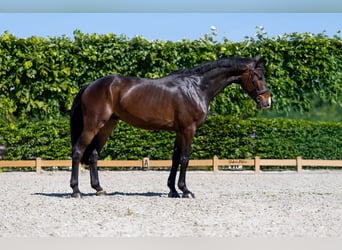 Holsteiner, Wallach, 6 Jahre, 172 cm, Dunkelbrauner