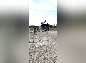 Holsteiner, Wallach, 6 Jahre, 174 cm, Apfelschimmel