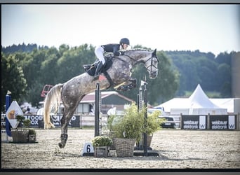 Holsteiner, Wallach, 6 Jahre, 174 cm, Schimmel