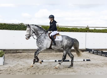 Holsteiner, Wallach, 6 Jahre, 174 cm